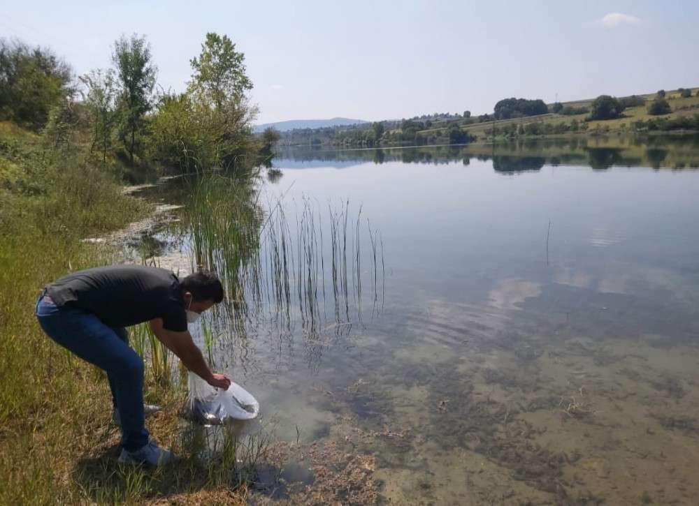 KANDIRA'DAKİ GÖLETLERE 64 BİN YAVRU SAZAN BIRAKILDI