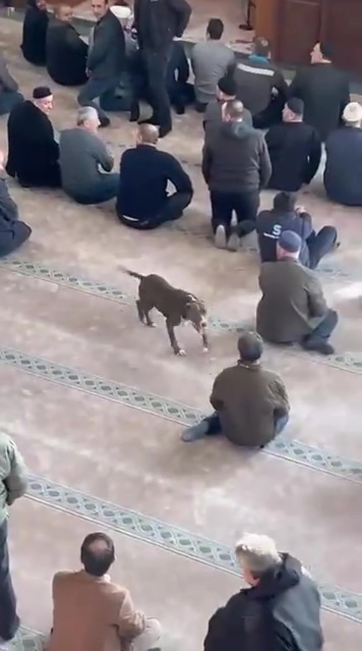 CAMİYE GİREN PİTBULL PANİK YARATTI