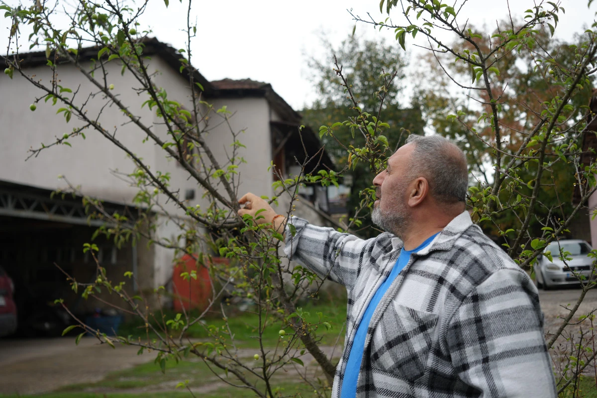 KIŞ AYINA GÜNLER KALA ÇİÇEK AÇAN ERİK AĞAÇLARI MEYVE VERDİ