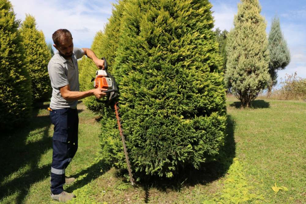 PARK VE BAHÇELERDE SONBAHAR BUDAMASI