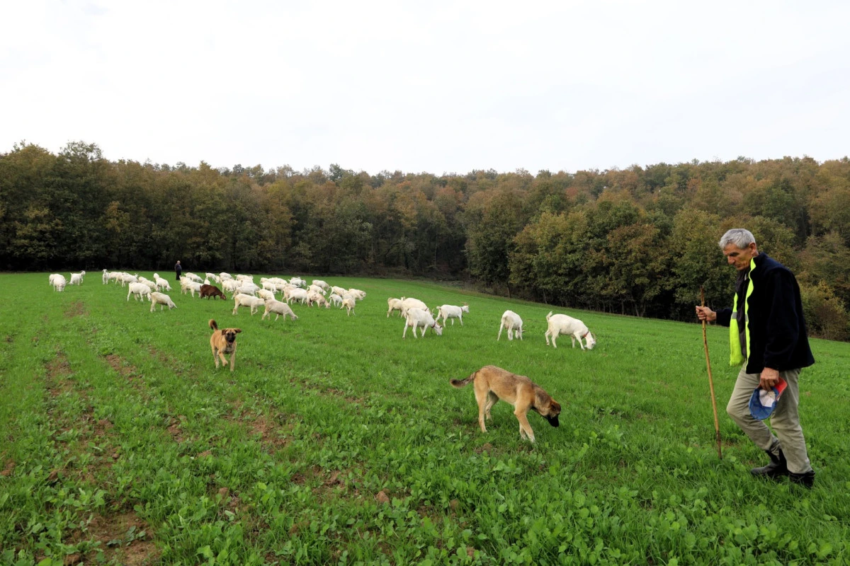 SÜT OTU DESTEĞİ MERALARI BEREKETE KAVUŞTURDU